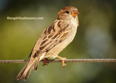House Sparrow Spiritual Meaning