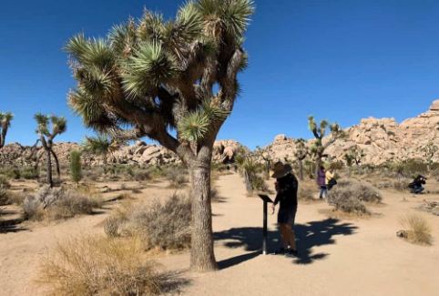 How to Connect With the Spiritual Energy of the Joshua Tree