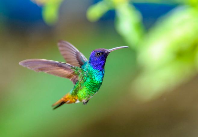Is Seeing A Green Hummingbird A Good Luck Sign?