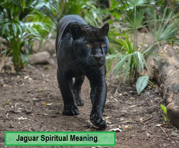 Jaguar åndelig betydning