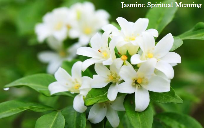 Jasmine Spiritual Meaning