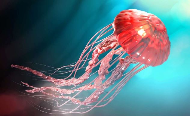 Jellyfish Spiritual Meanings