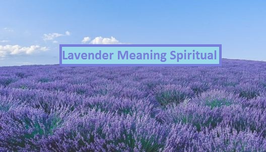 Lavender Meaning Spiritual