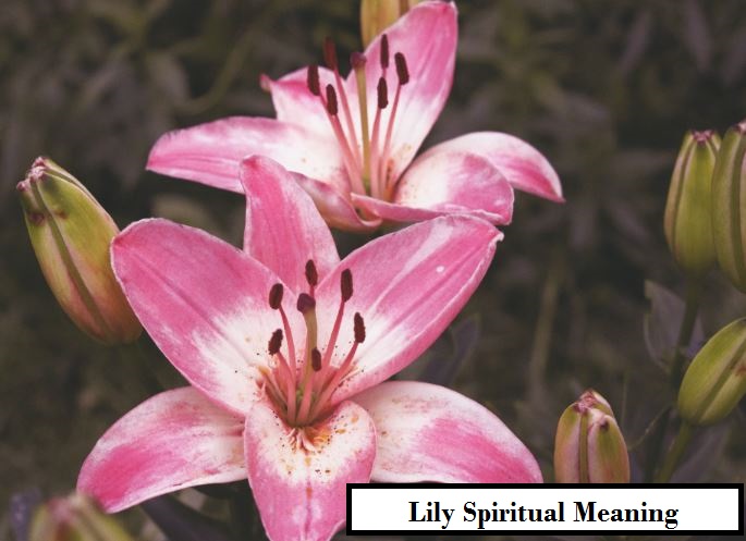 Lily Spiritual Meaning