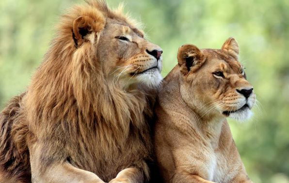 Lioness Spirit Animal Meaning