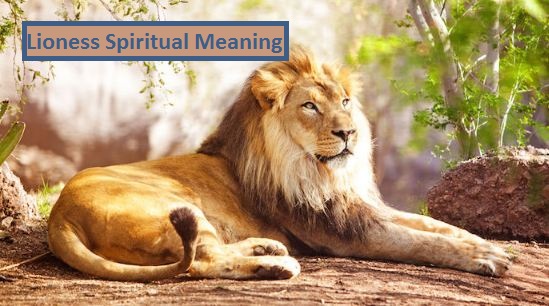 Spirituelle Bedeutung der Löwin