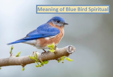 Meaning of Blue Bird Spiritual