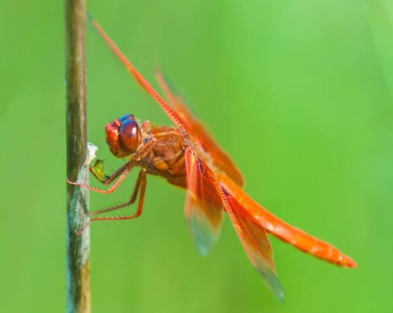 Meaning of Red Dragonfly