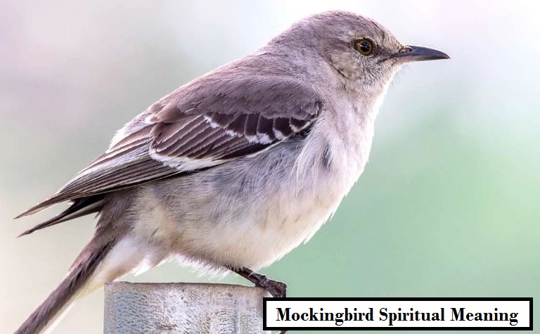 Mockingbird Spiritual Meaning
