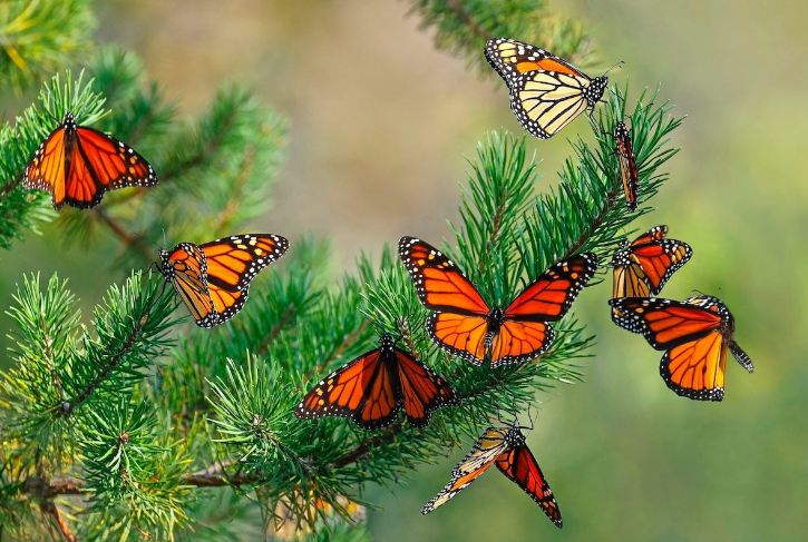 Monarch Butterfly Sightings: Spiritual Significance