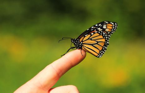 Monarx Butterfly Ruhiy ma'nosi Sevgi
