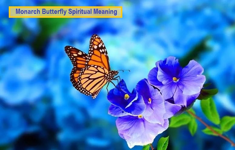 Monarch Butterfly Spiritual Meaning
