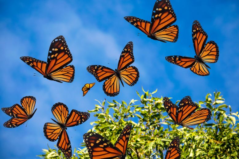 Monarch Butterfly Spiritual Meanings