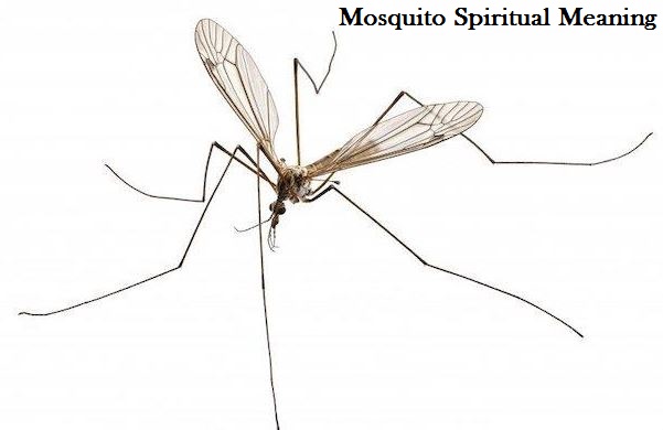 Mosquito Spiritual Meaning