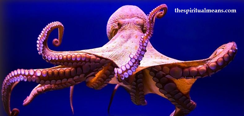Octopus Meaning In Love