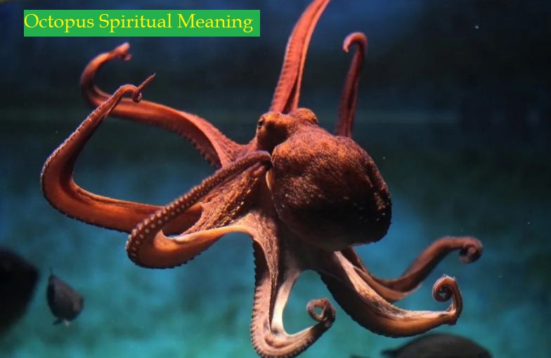 Octopus spirituele betekenis