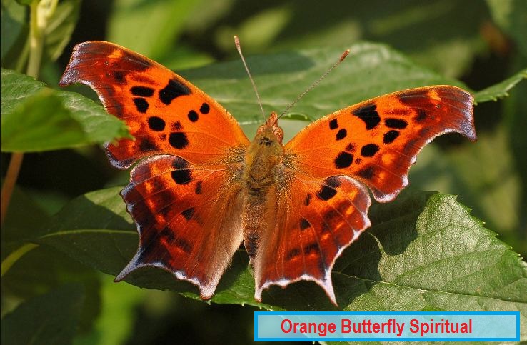 Orange sommerfugl åndelig betydning