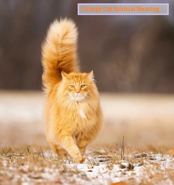 Orange Cat Spiritual Meaning