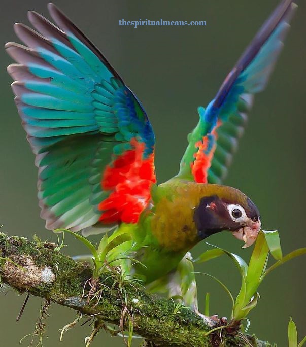 Parrot Totem Animal