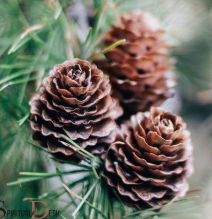 Pinecone Meaning