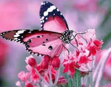 Pink Butterfly Spiritual Meaning Love