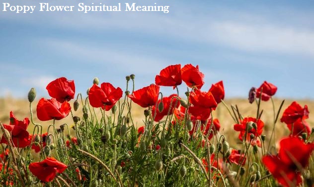 Poppy Flower Spiritual Meaning
