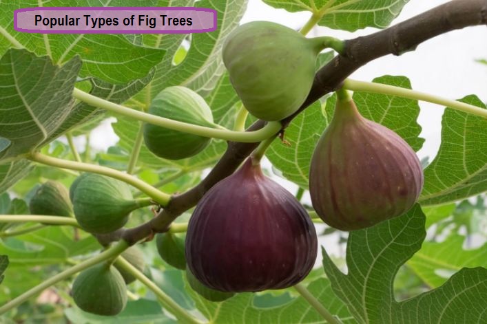 Popular Types of Fig Trees