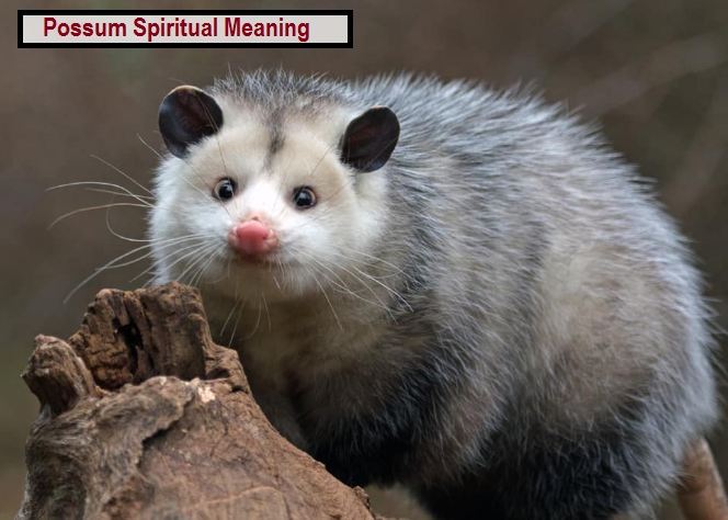 Possum Spiritual Meaning