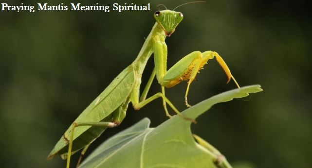 Praying Mantis Meaning Spiritual