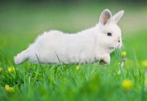 Pros and Cons of Believing in the Spiritual Meaning of a Rabbit Crossing Your Path