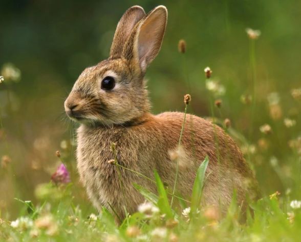 Rabbit Symbolism And Spiritual Meanings