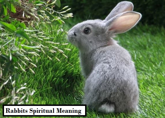Rabbits Spiritual Meaning