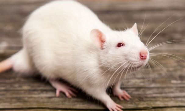 الفئران المعنى الروحي