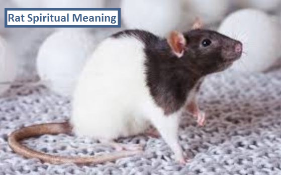 Rat Spiritual Meaning