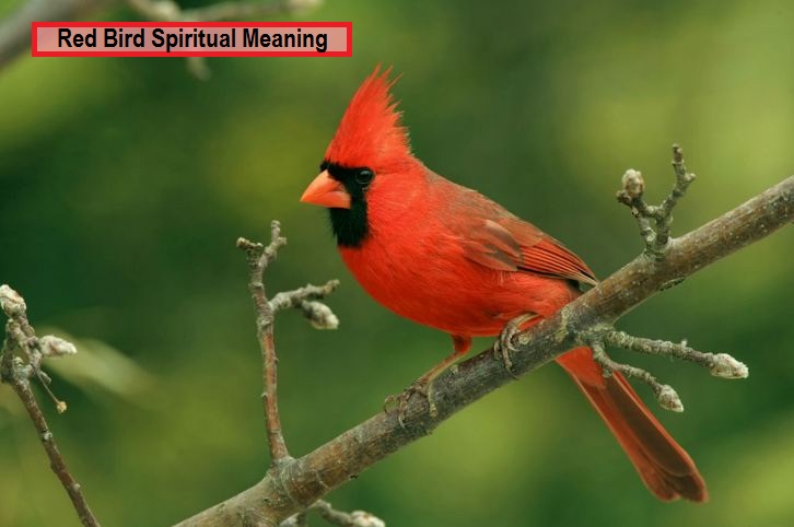 Spirituelle Bedeutung des roten Vogels