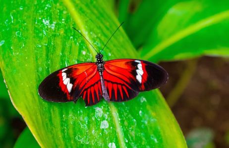 Red Butterfly Spiritual Intsingiselo Uthando