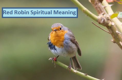 Red Robin Spiritual Meaning