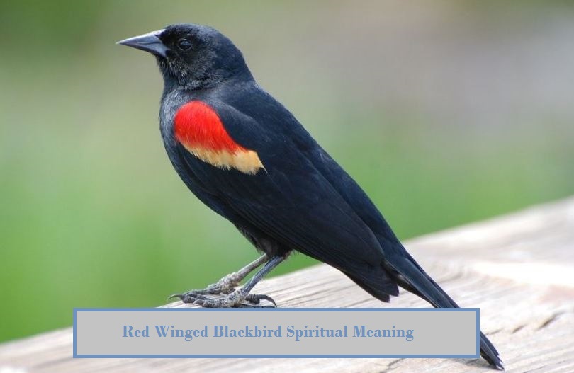 Red Winged Blackbird Spiritual Meaning