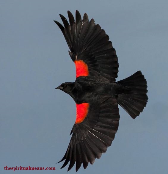 Red Winged Blackbird and Astrology