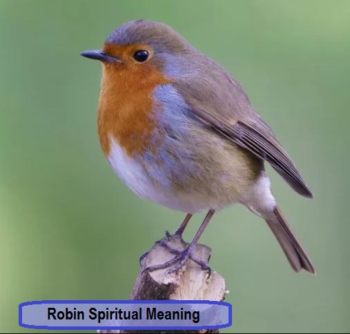 Robin Spirituele betekenis