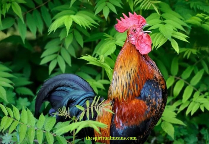 Rooster Mythology and Folklore