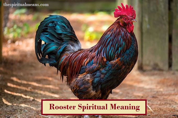 Rooster Spiritual Meaning