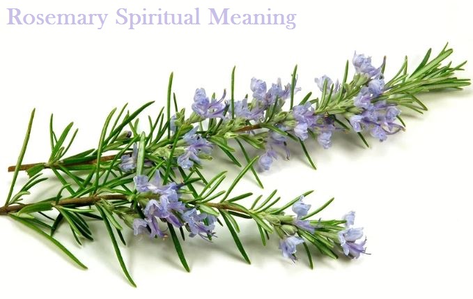 Rosemary Spiritual Meaning