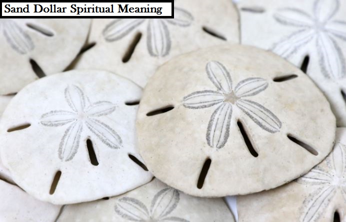 Sand Dollar Spiritual Meaning
