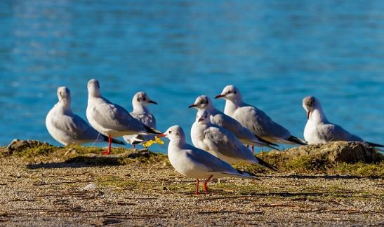 Seagull Spiritual Meaning in Encounters and Omens