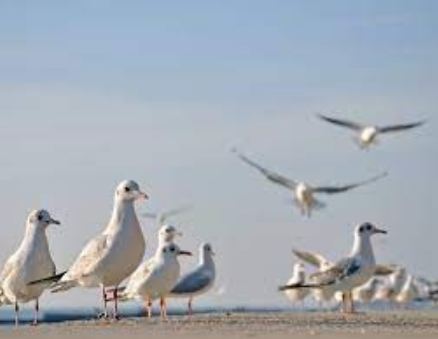 Seagull Spiritual Meaning in Power Animal