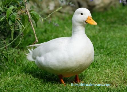 Seeing a White Duck Meaning