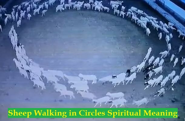 Sheep Walking in Circles Spiritual Meaning