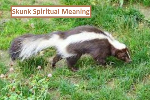 Skunk Spiritual Meaning