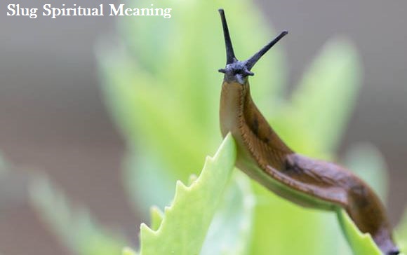 Slug Spiritual Meaning